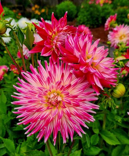 Pink and white dahlia blossoms with spikey petals.
