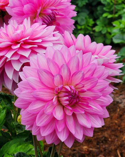 Large pink round classic dahlia blossom.