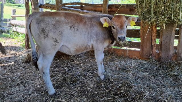 Small gray cow calf in a hay barn is eating hay from a large metal grid basket.
