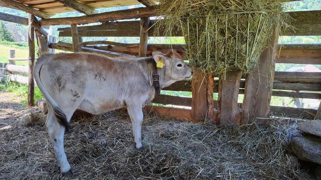 Small gray cow calf in a hay barn is eating hay from a large metal grid basket.