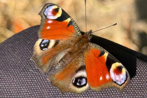 Schmetterling mit dem iPhone