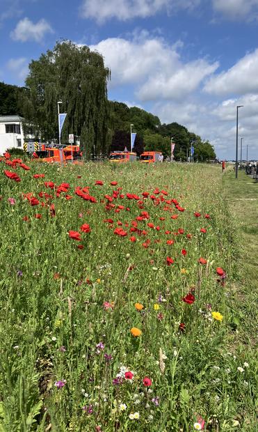 Breiter Blühstreifen mit einer großen Anzahl rotem Mohn
