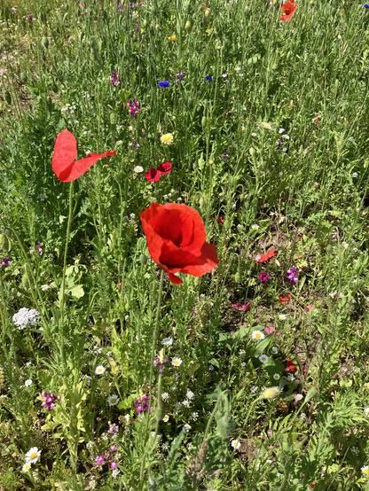 Rote Mohnblume in wilder Wiese