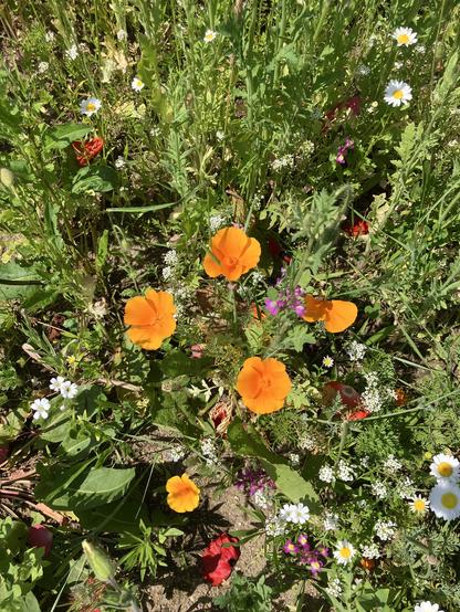 Wildblumen, überwiegend orange