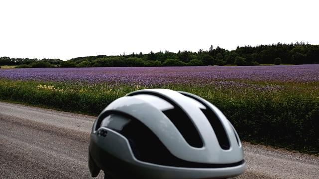 Ein Feld mit lila-farbenen Pflanzen. Im Vordergrund ein Kopf mit weißem Radhelm.