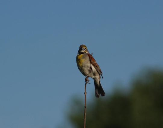 A bird sits on top of a thin old reed. It is looking at the camera. There is a blue sky behind it and a green splash of color in the bottom right, where the treeline begins. The bird is not too large, about sparrow size. It has brown wings and a distinctive yellow line above its eye.