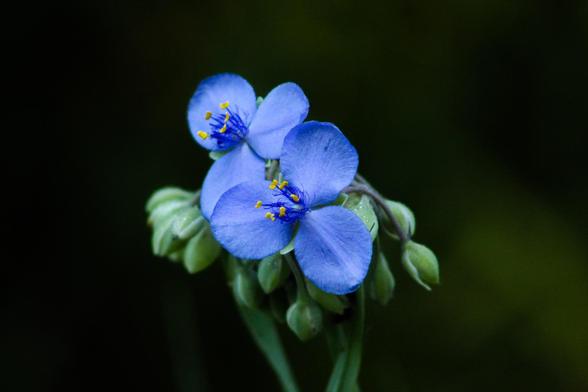 Two blue flowers obscure a cluster of future blooms, each of which is still closed and each pod hangs lumpy at the top of the plant. The flowers were in shade so the rest of the photo looks black.