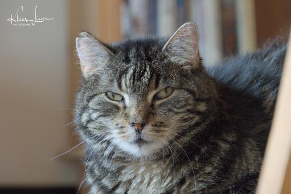 Das Foto zeigt Vayu,  einen alten Kater, der geschätzt 12-15 Jahre wild gelebt hat, bevor er in einer Fangaktion des Katzenschutzes in eine Falle ging. Auf Grund seiner gesundheitlichen Probleme wurde er nicht mehr in die Wildnis entlassen, sondern im Tierheim versorgt. Mittlerweile lebt Vayu seit fast 3,5 Jahren bei uns und darf hier seinen Lebensabend verbringen.