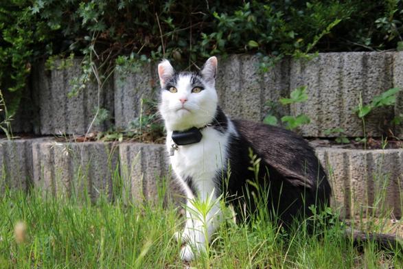 Der schwarzweiße Kater Theoi fixiert einen Punkt über der Kamera, vermutlich eine Amsel