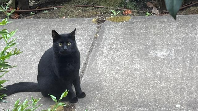 a black cat sits upright on a sidewalk looking curiously at the off-camera bearded bespectacled gay boy brent speaking in catonese
