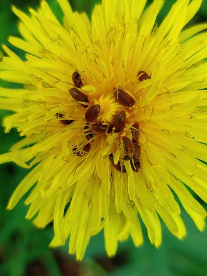 Buffet für alle  -  All you can eat
Viele kleine braune Käfer sitzen in einer Löwenzahnblüte und futtern, als ob es kein Morgen gäbe...

🇬🇧 Buffet for all  -  All you can eat
Lots of little brown beetles sit in a dandelion flower and eat as if there were no tomorrow...