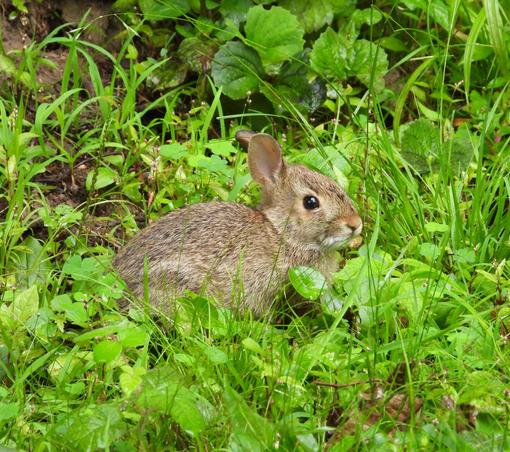 Nestled in a patch of green ground cover a tiny bunny is in right facing profile view while in loaf position as it looks toward the camera. This is an Eastern Cottontail but the cotton tail is not seen. The bunny is light brown with short perked ears that have tick bite marks in them.