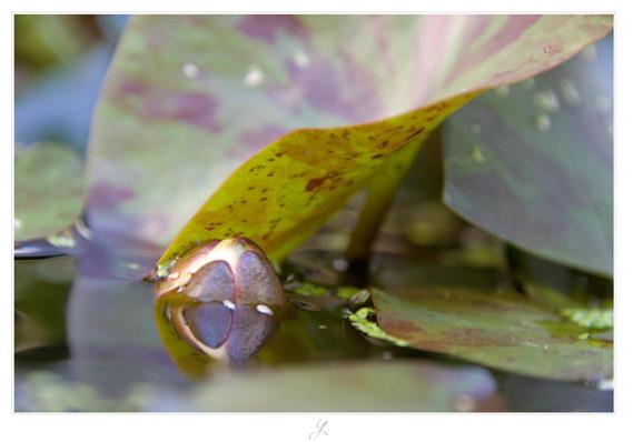 Close-up of a closed water lily flower that stretches half way out of the water, just below a green leaf covered with red dots. Only leaves, the water surface and this little flower can be seen. Everything except the flower is more or less blurred.

AI disclaimer: Using my work, its meta data, written or derived description to create media with or train AI based systems is prohibited.