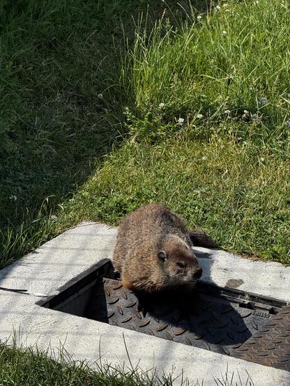 Photo of a groundhog looking to its left, over an open water evacuation hole. Behind it, there’s green grass.
- - -
Photo d'une marmotte regardant à sa gauche, par-dessus un trou d'évacuation d'eau ouverte. Derrière, il y a de l'herbe verte