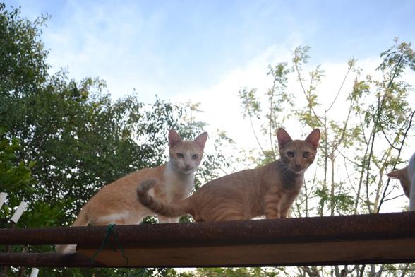 Two young cats on a bridge made of two metal tubes with a narrow plank wired between them. The shot is oriented facing upward a little, the sky and trees can be seen in the background. One cat has an orange back that blends into a white chest and belly, the other is almost all orange with white stripes. They are both caught in the act, facing to the right, with their heads turned towards the camera