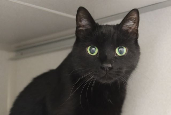 Beautiful cat.