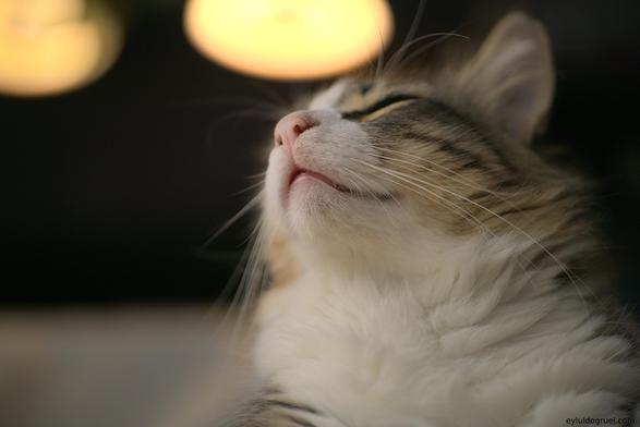 a cat raising its snout happily