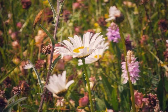 A close-up shot of a white daisy with a bright yellow centre, standing tall amidst a vibrant, blurry meadow of green grasses and other wildflowers in shades of pink and purple. The lighting suggests a warm, sunny day.