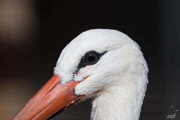Close-up of a stork eye and part of the beak. The eye is dark a dark center with a dark gray or blue outer ring. Around it is some black shiny skin that is elongated forward and aft. The beak is orange and thick. The head feathers are pure white, a good contrast with the eye.