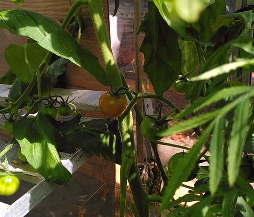 small ripe orange tomato amid foliage in greenhouse