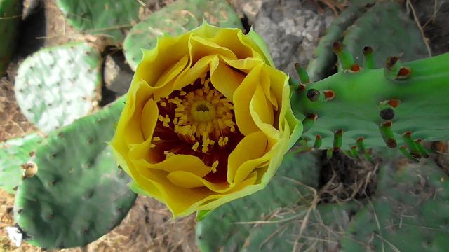 Prickly Pear Cactus. Second bloom of the season, not yet fully open. Large showy yellow flower. Numerous yellow stamen surrounded by waxy petals.