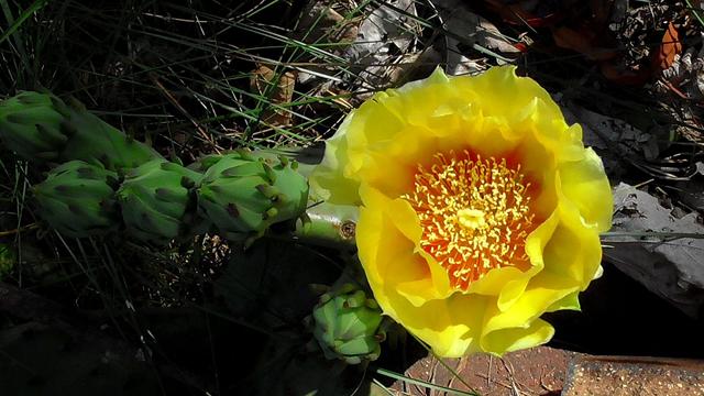 Prickly Pear Cactus. First bloom of the season. Large showy yellow flower. Numerous yellow stamen surrounded by waxy petals.