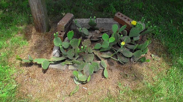Prickly Pear Cactus that is just beginning to bloom. Large yellow flowers.