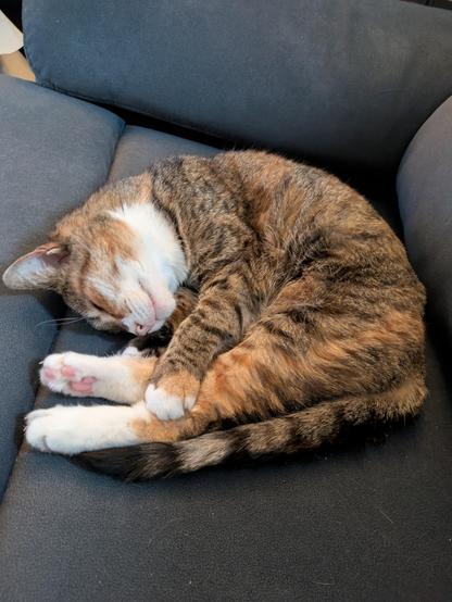 Munch cat curled up asleep on a grey sofa. 
Munch is a light brown, ginger and black cat with white "socks", chest and muzzle. Her tail is in line with her back legs tucked up under her chin. A front paw reaching over the rear legs.