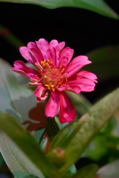 A close up of a pink zinnia flower. Around it there are leaves from adjacent plants.