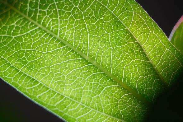 A close up of a zinnia leaf. The leaf is large and close up so you can see the parts of the leaf with light shining through it. It looks cool if you ask me.