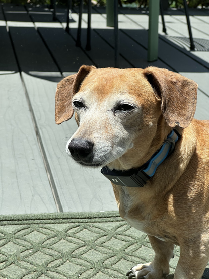 closeup of a dachshund-mix standing on a sunny porch, looking relaxed and squinting in the sun