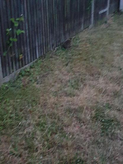 Igel läuft an nem Zaun entlang bei dem die Streben zu eng und zu tief sind, als dass er durchkommen würde.