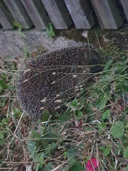 Igel von nahem und zu dichter Lattenzaun.