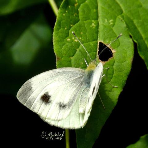 Een witte vlinder met een weinig zwart op een groen blad met een gat erin.