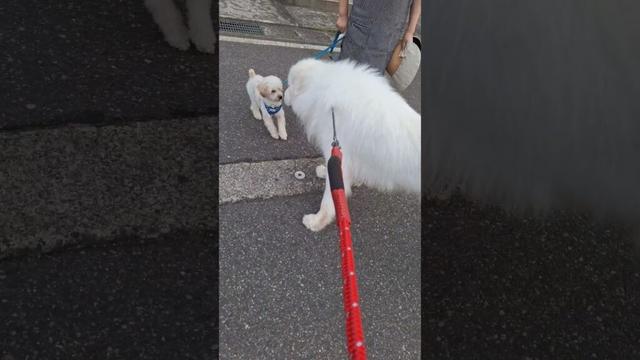 新しいお友達を紹介します😊 #グレートピレニーズ #超大型犬 #レン #レンと遊ぼう #Shorts