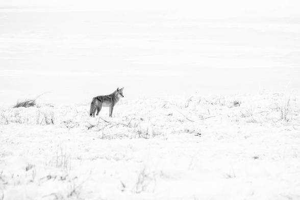 A coyote standing on a snow-covered field next to a frozen pond at the National Elk Refuge.