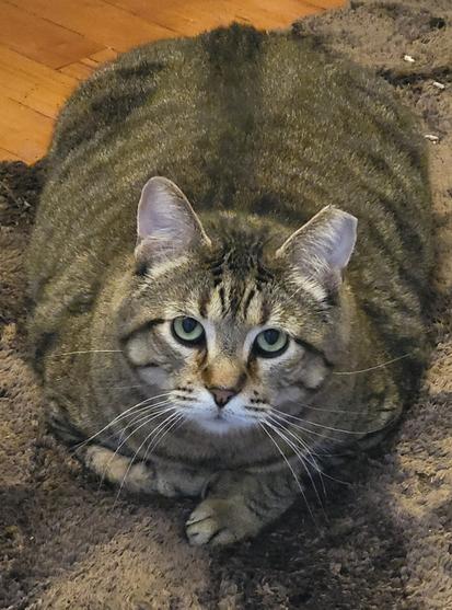 Quatro is a gray tabby cat.  He's lying down on a bath mat that's about the same color as he is. His eyes are pretty green. And his body is shaped like a big, wide loaf of bread.