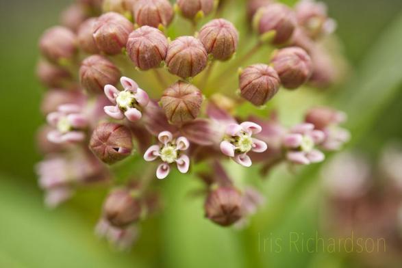 Pink milkweed with open and closed florrets and green background macro photograph