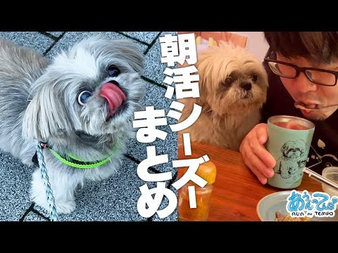 犬10歳、朝4時に腹へったと起こしてくる…。