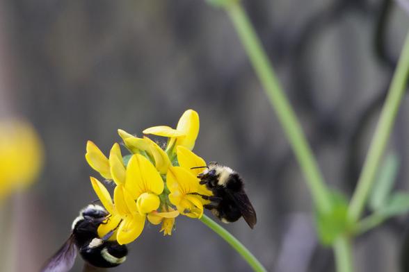 A shot of two bumblebees collecting pollen on the same yellow multi-bloom flower. The rightmost bee and the flower are in nice focus, but the second bee — larger and with its wings still extended from flight — has pulled the flower down with its weight, so the flower is out of the center of the shot and its own wings are cut off. The bees are black with fuzzy cream-colored heads and one cream stripe near the terminal segment of the abdomen. The flower is a pretty arrangement of eight or more blooms arranged in a roughly squat-cylinder shape atop a slender stem. Each bloom has one petal swooping up like a bonnet above one sticking out like a slipper.