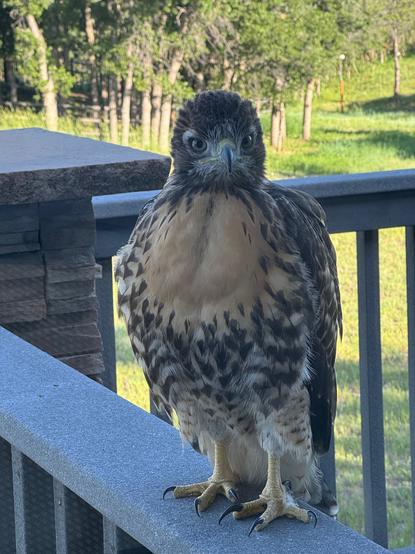 A baby red-tailed hawk (an eyas) sitting on a deck railing