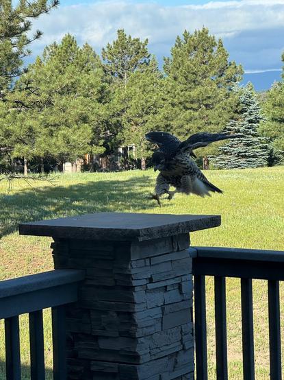 A baby red-tailed hawk jumping onto a deck