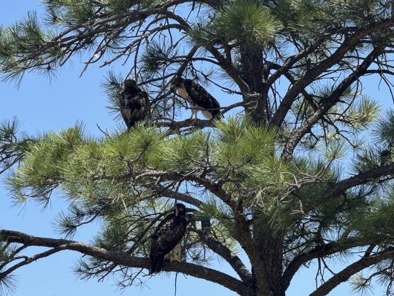 Three red-tailed hawk sitting in a pine tree
