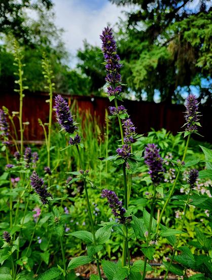 A number of purple flowers,  a lot like lavender,  rise on stalks above a see of green.