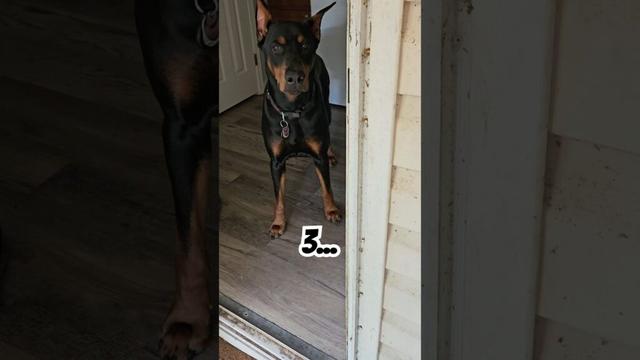 Doberman Door Game Goes Wrong… For Me 😬