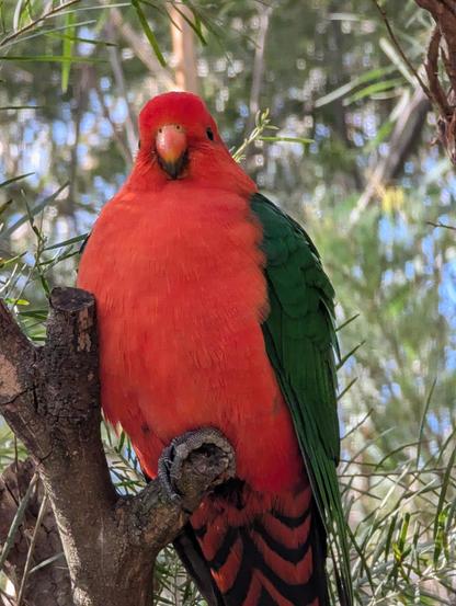 A wild male king parrot dropping hints that surely there should be food available. If he could type, the message would be "THANK YOU FOR YOUR ATTENTION TO THIS MATTER". Not yet, big fella!

A bright orange and green king parrots sits in a wattle tree, gazing hopefully at the camera. It's head, chest, and beak are orange, while its wings are green. Its under tail feathers have a herringbone pattern of orange and green.