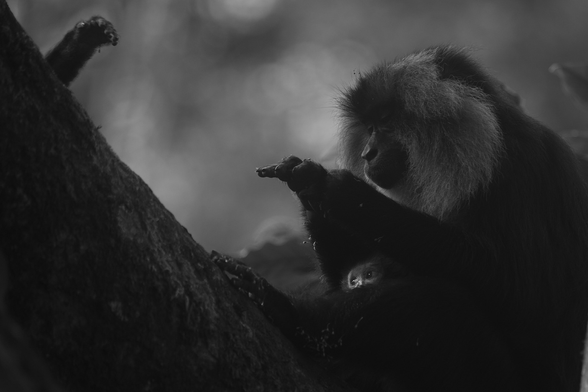 a monochrome image of a female Lion-tailed macaque with its infant on her belly. The infant curiously looking at the sub-adult who palm was visible on the tree of left side of the image.