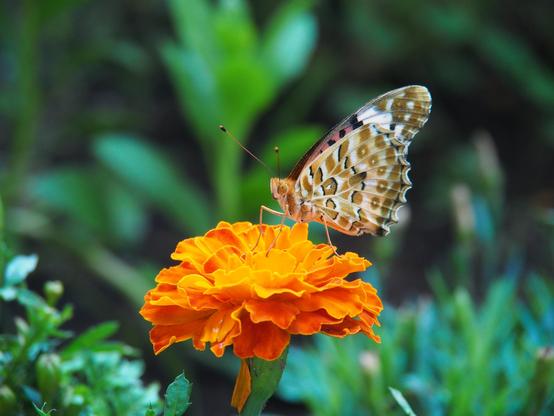 Close up of a butterfly perched on a vibrant orange marigold flower. 

The butterfly is standing still with its wings folded together above its back. A sliver of orange can be seen on the top edge of the far wing, but overall what is visible is a pale yellowish brown patterned wings and body, with alternating stripes and spots of white, brown and black.

The background is dark green foliage out of focus.