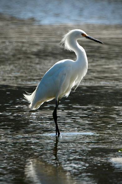A beautiful white bird stands in a river; the sun through its feathers makes them shimmer and glow.