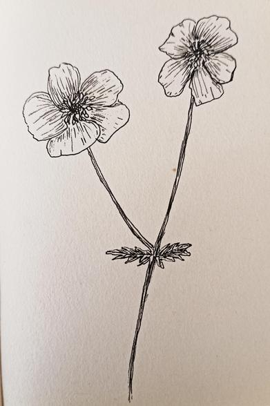 A line art drawn with blank ink on paper. It has two bloomed flowers connected by 2 stems making a V. There are leaves at the bottom and then the branch extends.